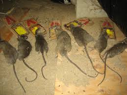  traitement contre les souris à marrakech